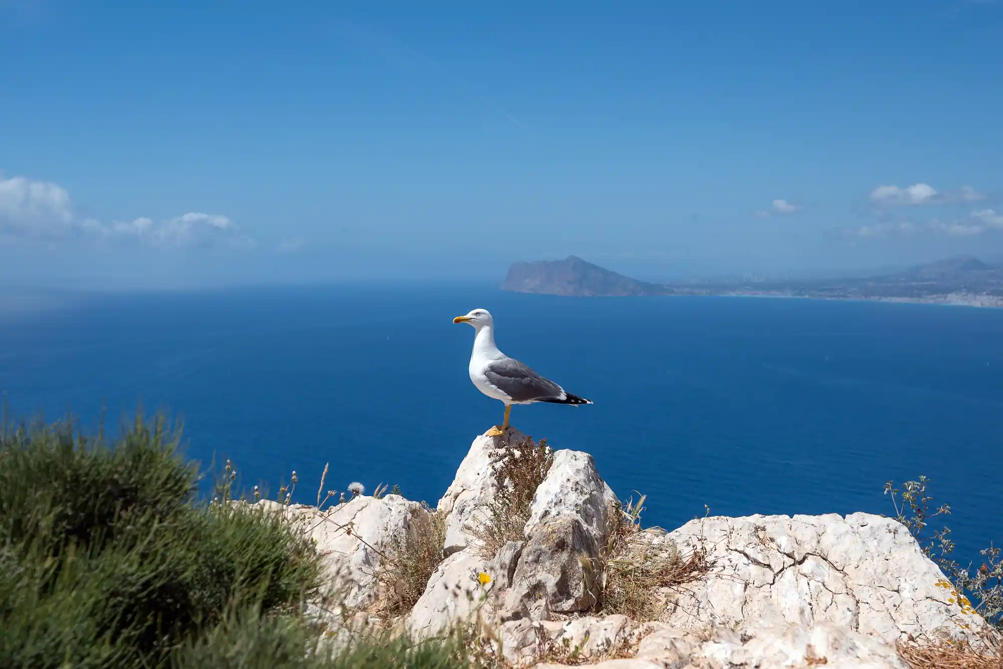 Calpe seagull