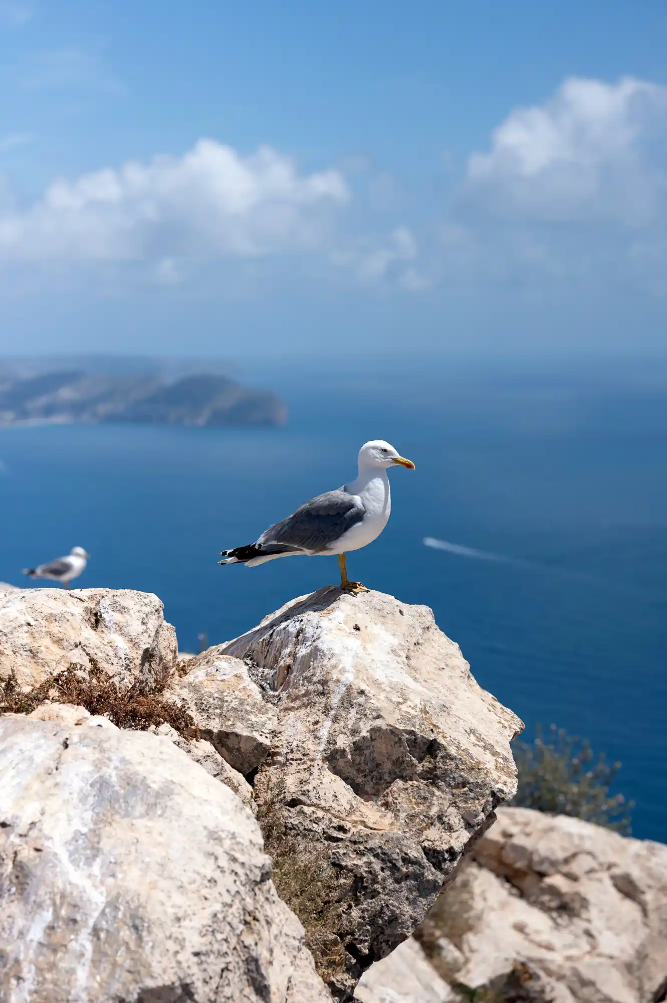 Seagull and Calpe Rock