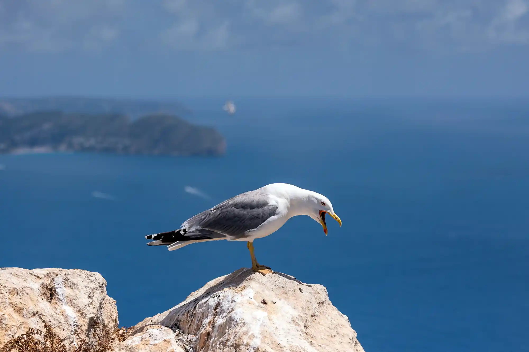 Seagull making noise