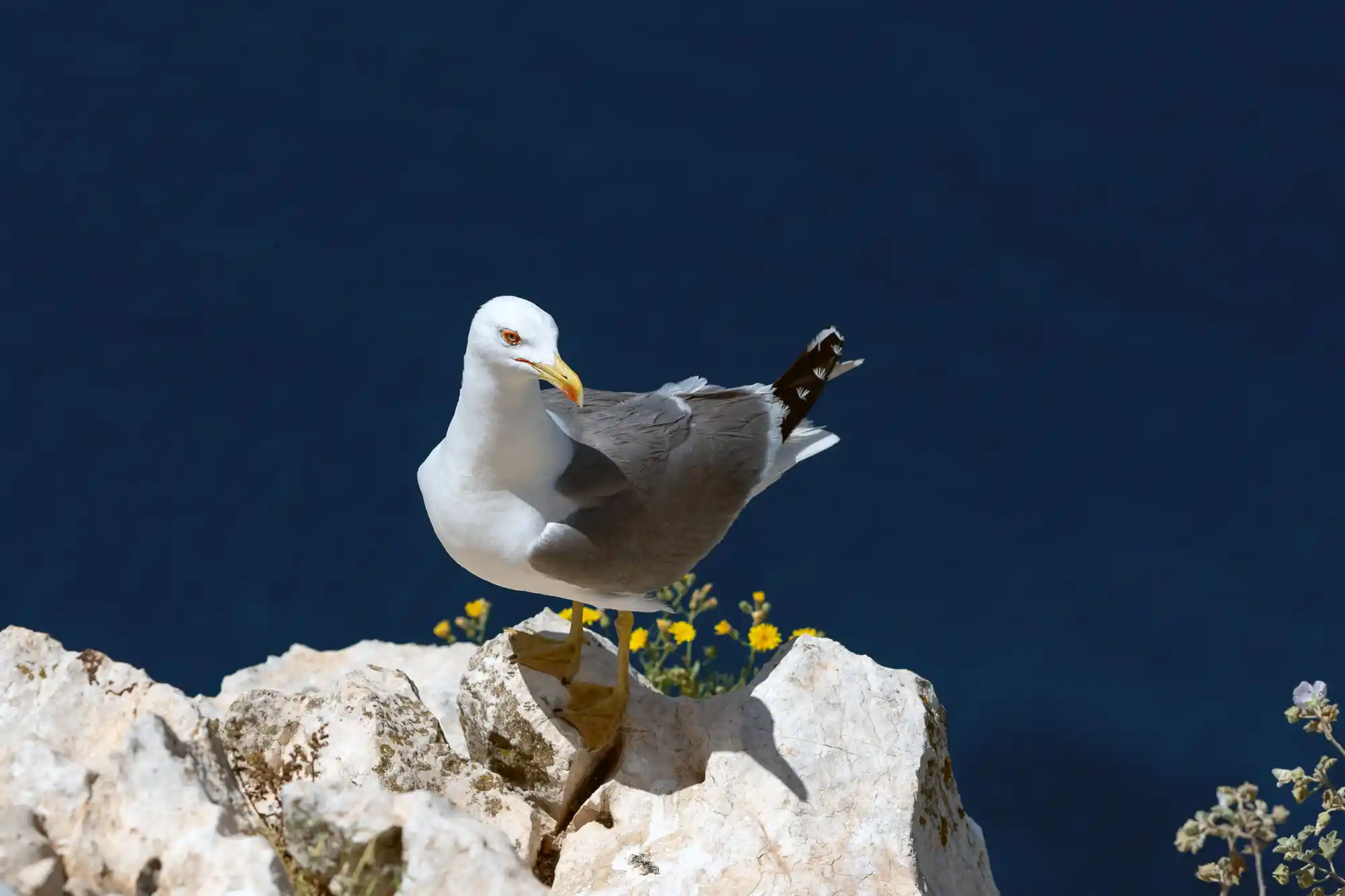Seagull and the sea