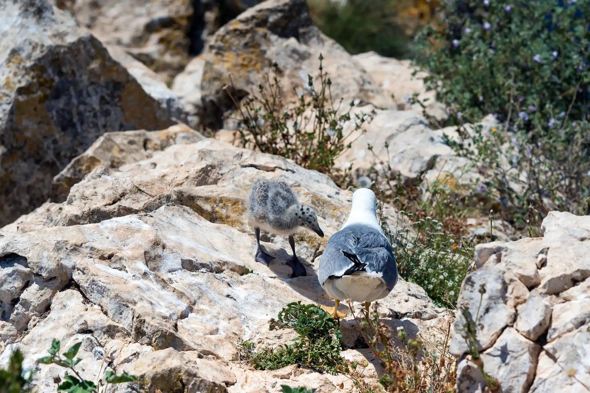 Seagull Baby