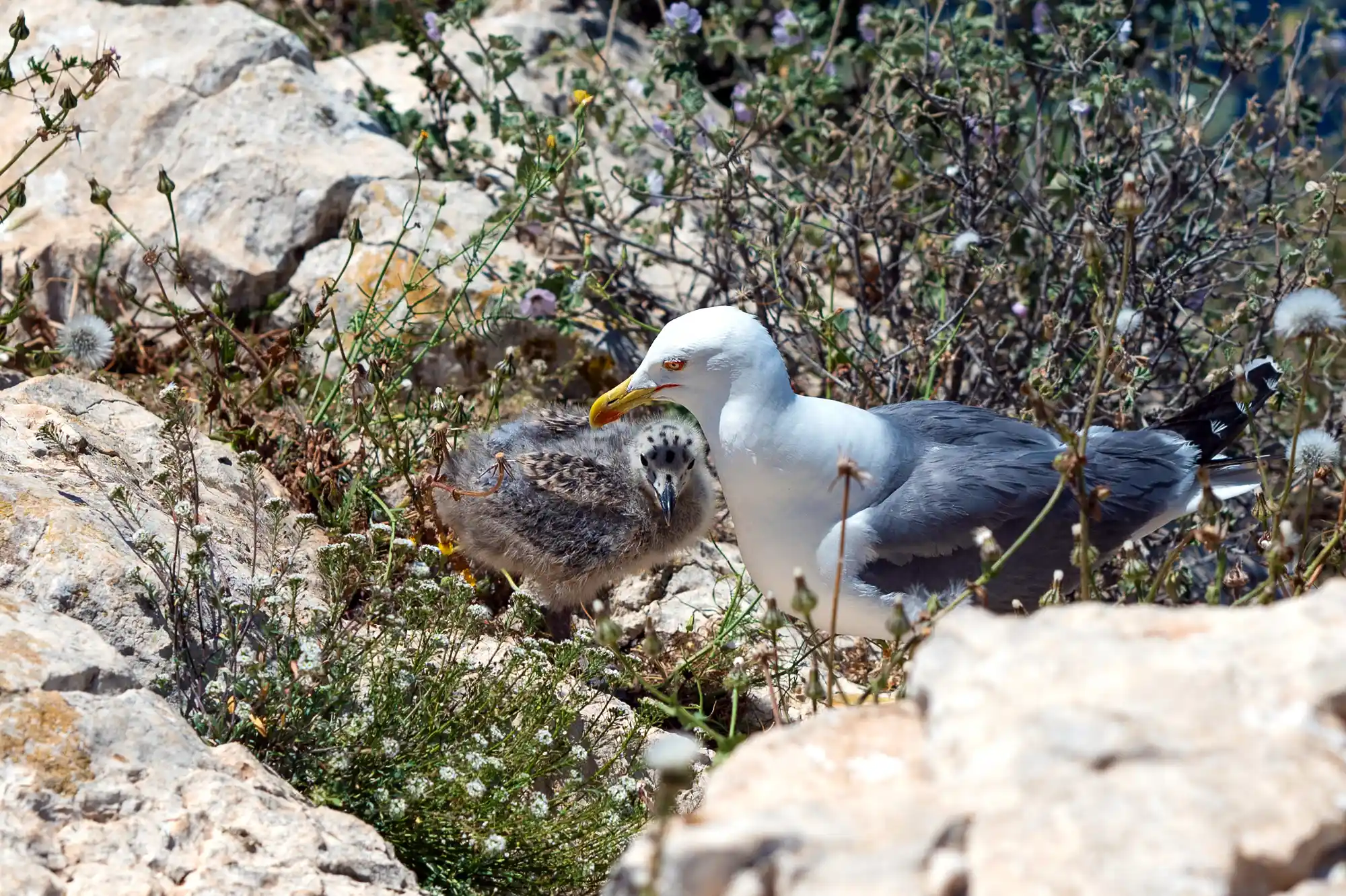 Seagull Baby with mother