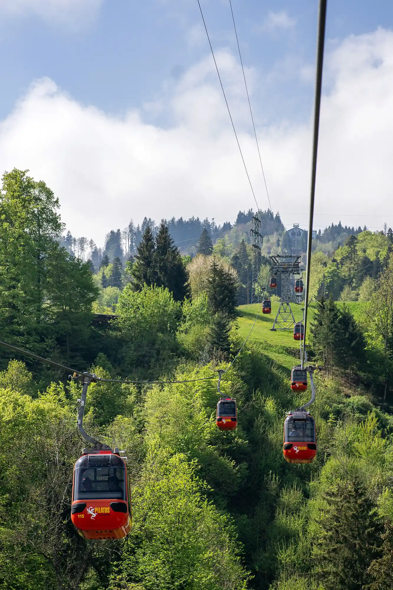 Pilatus forrest