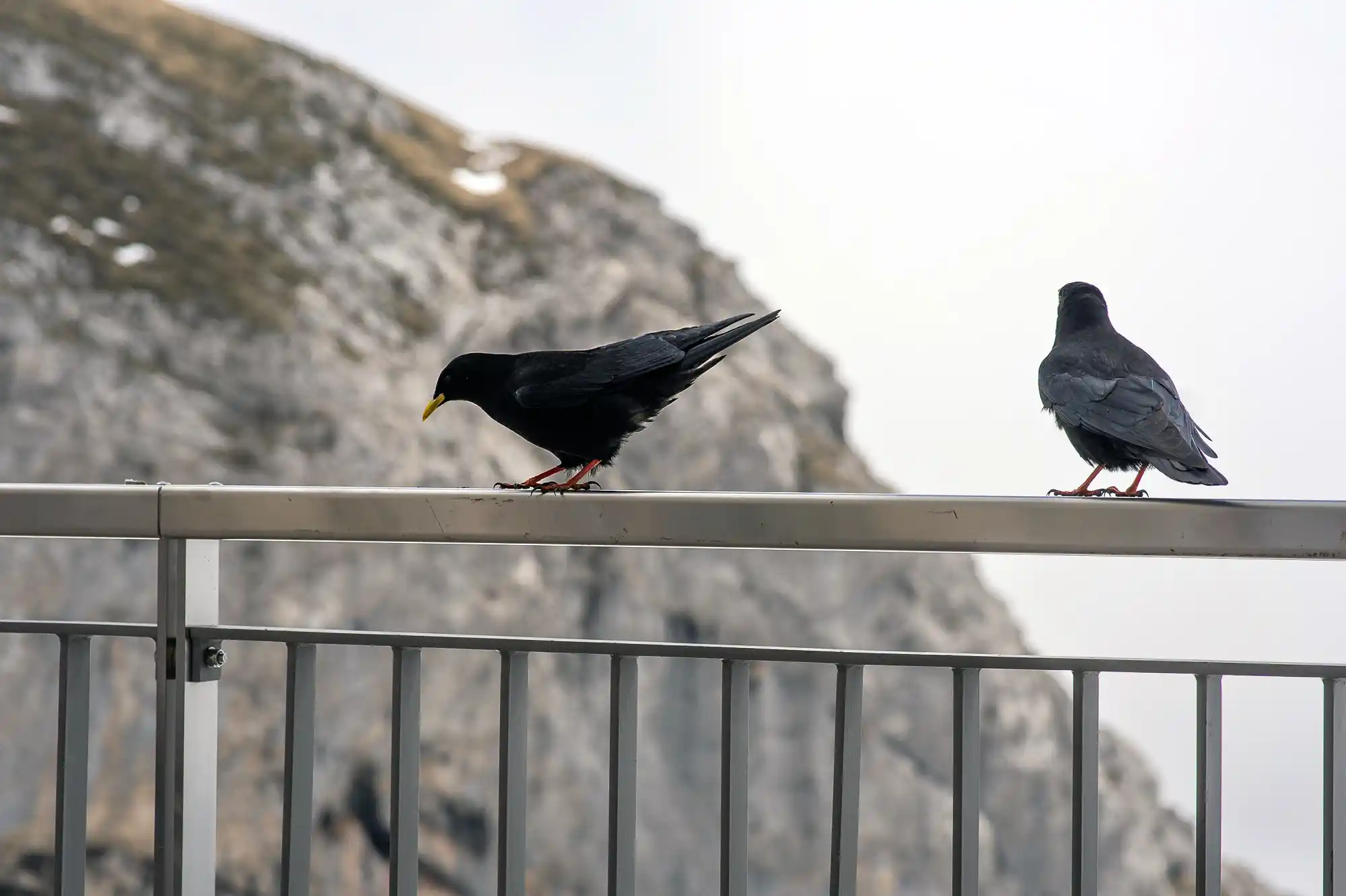 Crows at the Pilatus Summit