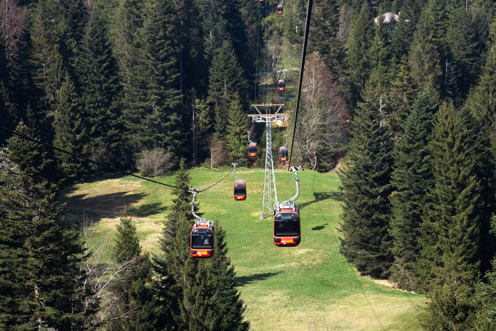 Pine tree gondola