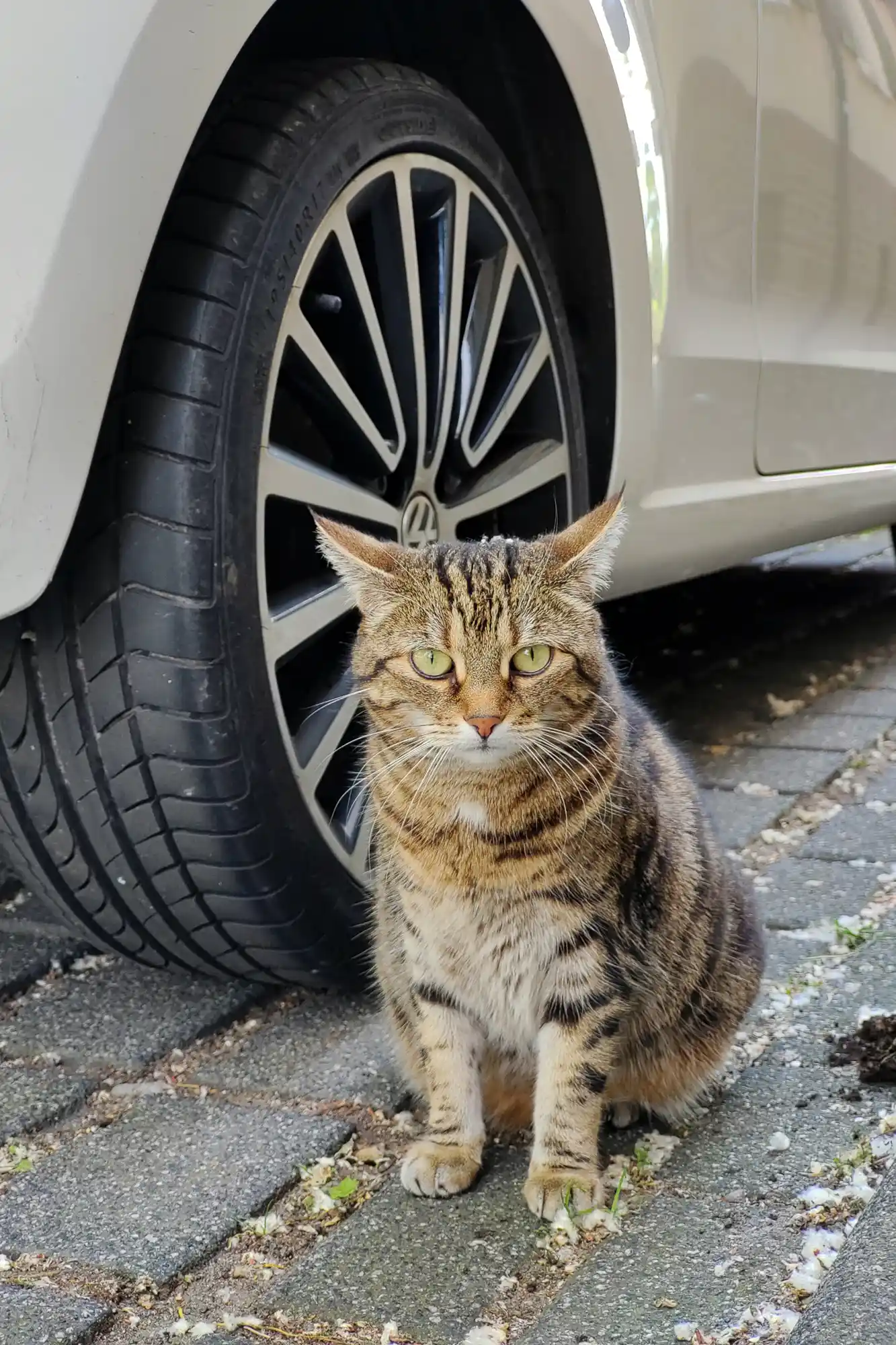 A striped cat with green eyes sitting on grey paving in Darmstadt, in front of a car's black tire and silver rim.