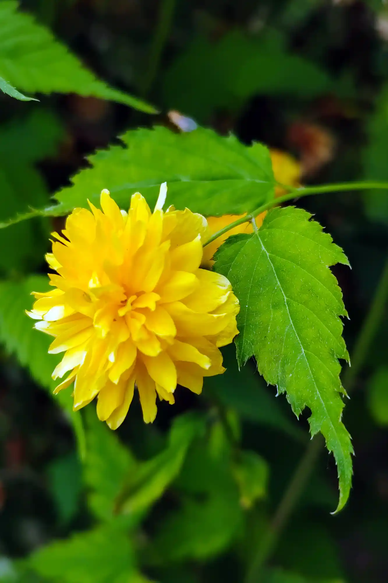 A bright yellow flower with layered petals catching the sunlight among green leaves on a summer day in Darmstadt.