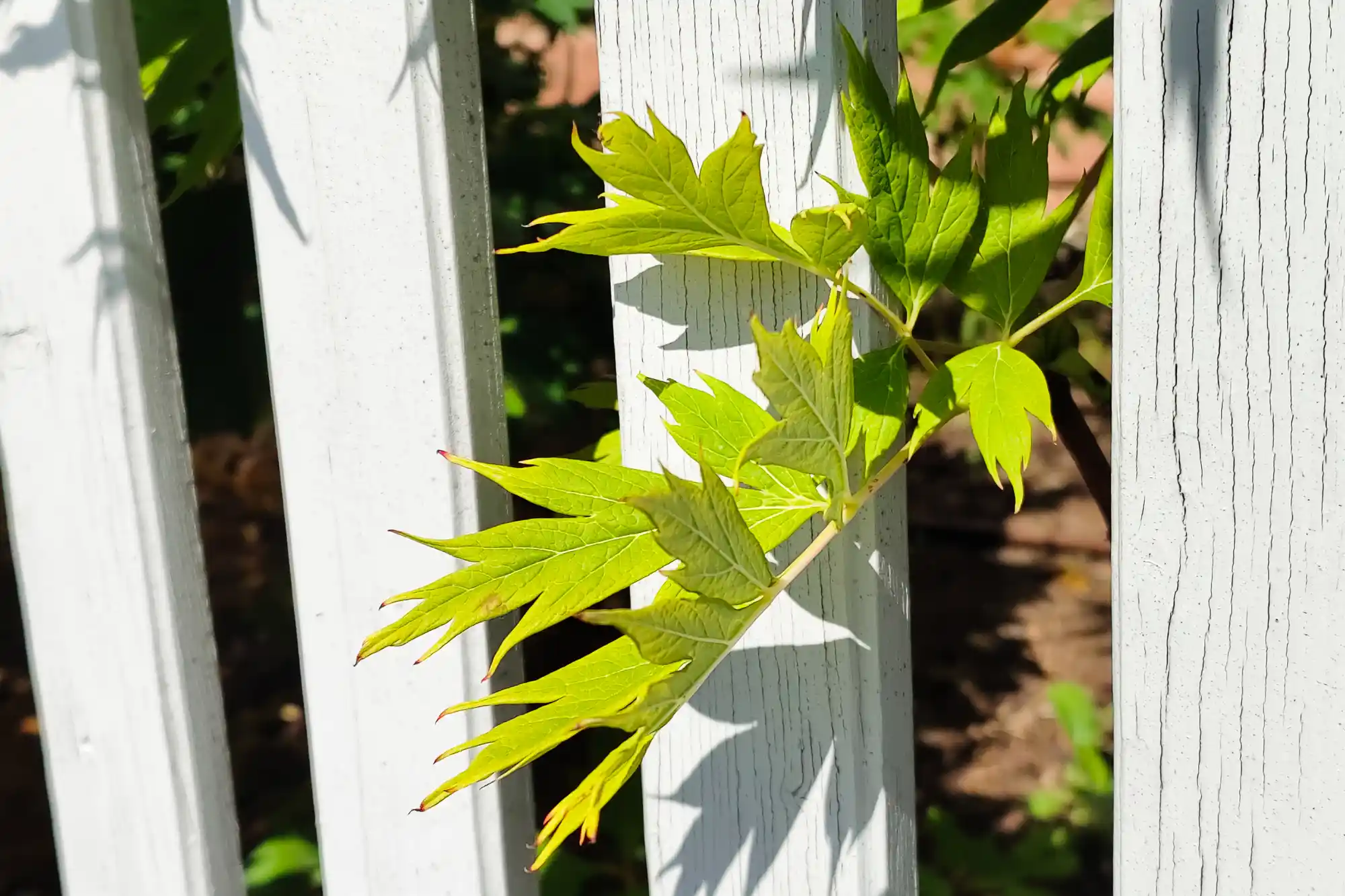 Plants of Traisa