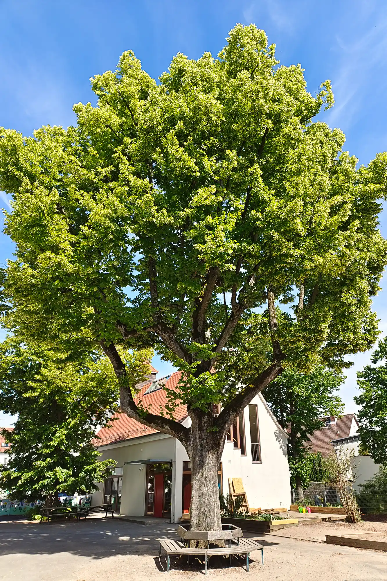 Trais Tree
