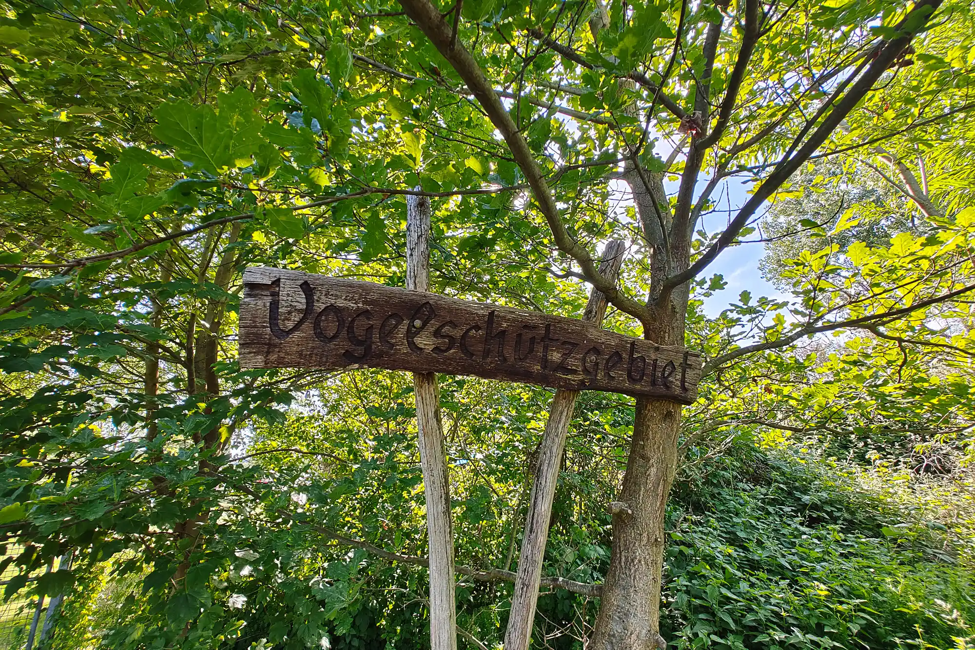 A dark wooden sign with carved text among green leaves in Traisa, with sunlight filtering through the canopy.