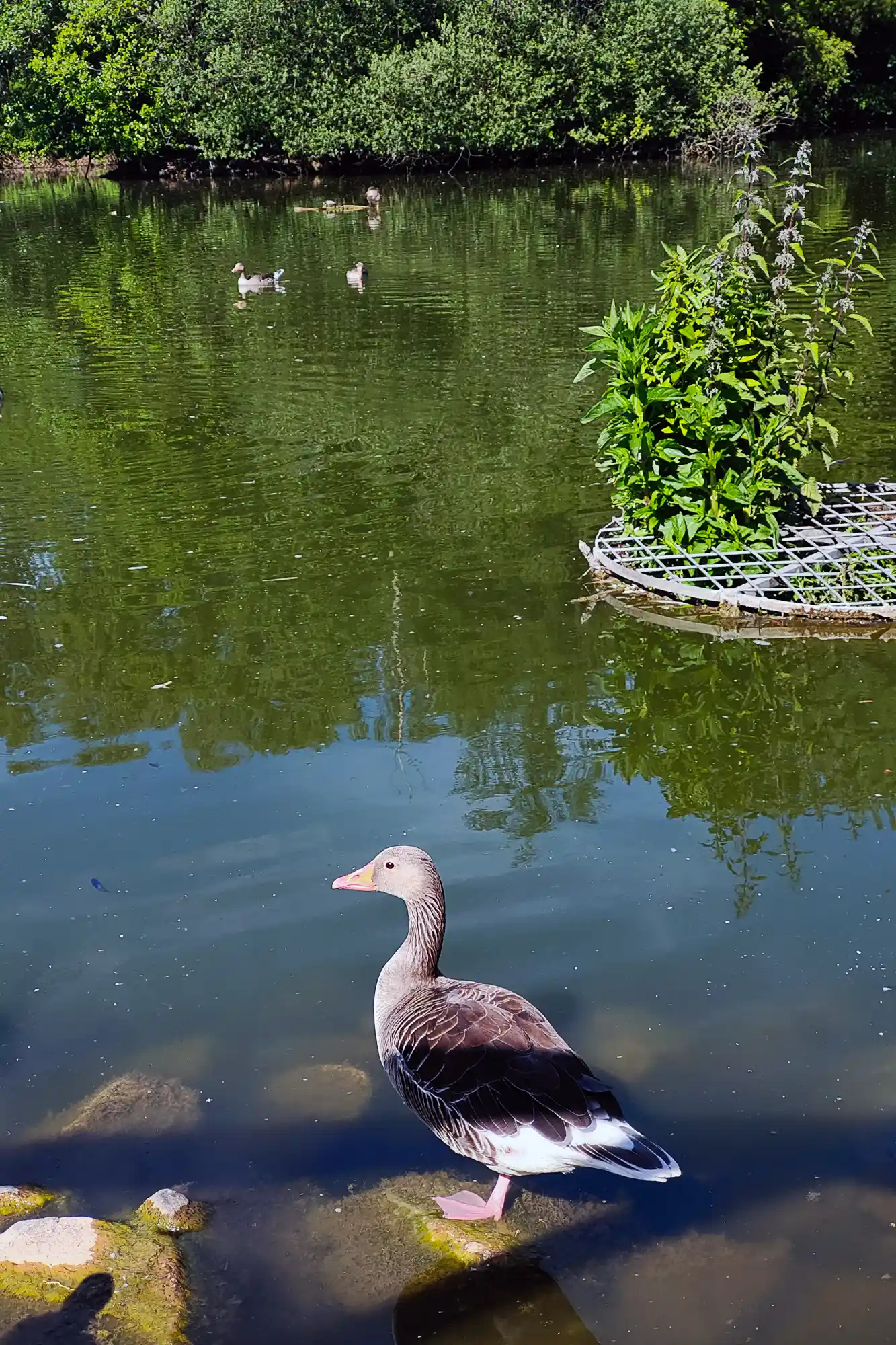 A brown and white goose stands on rocks at the duck pond in Traisa, with green plants floating on a white grid.