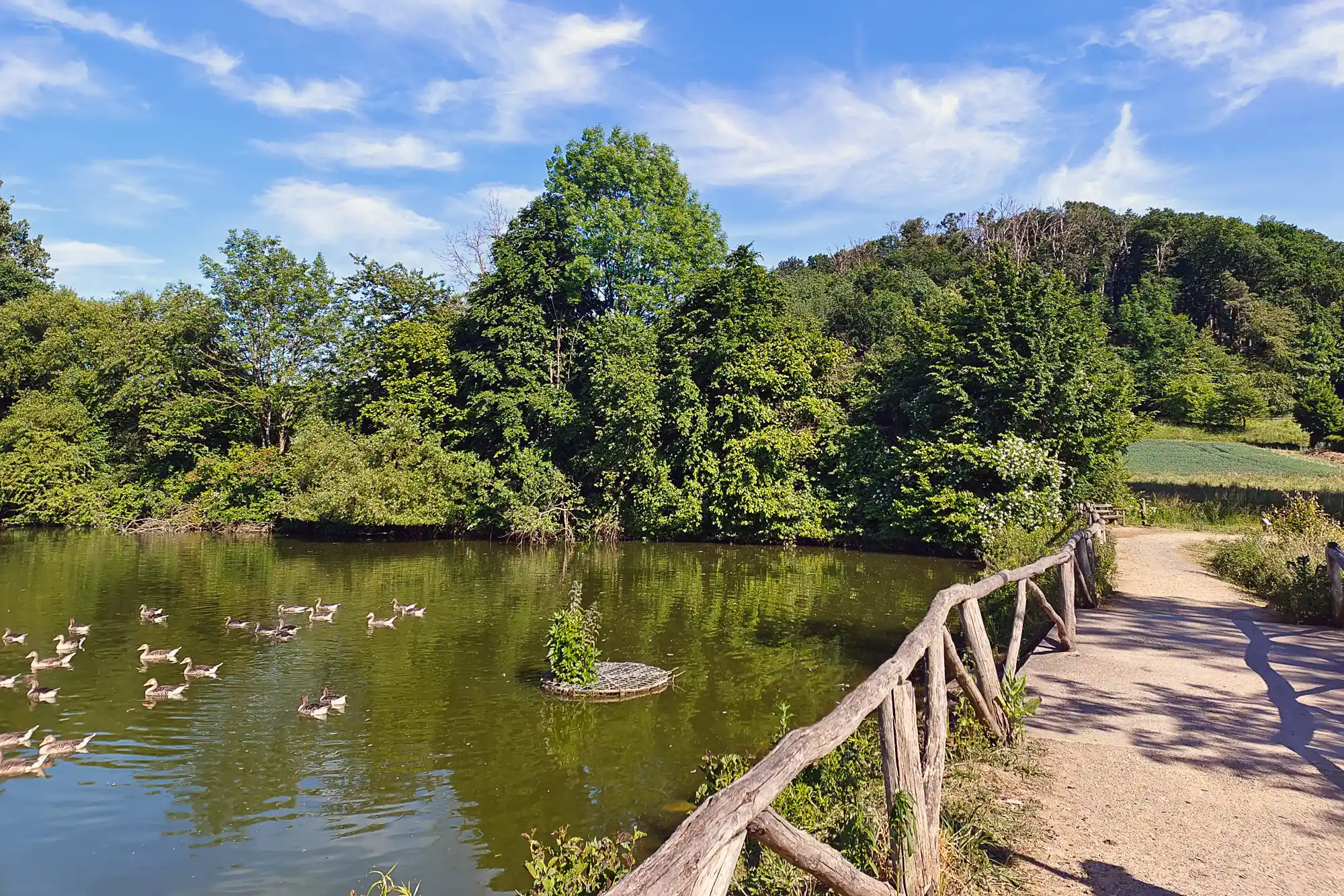 Ducks swim in the green water of Traisa's duck pond beside a wooden fence, with sunlight on a sandy path.