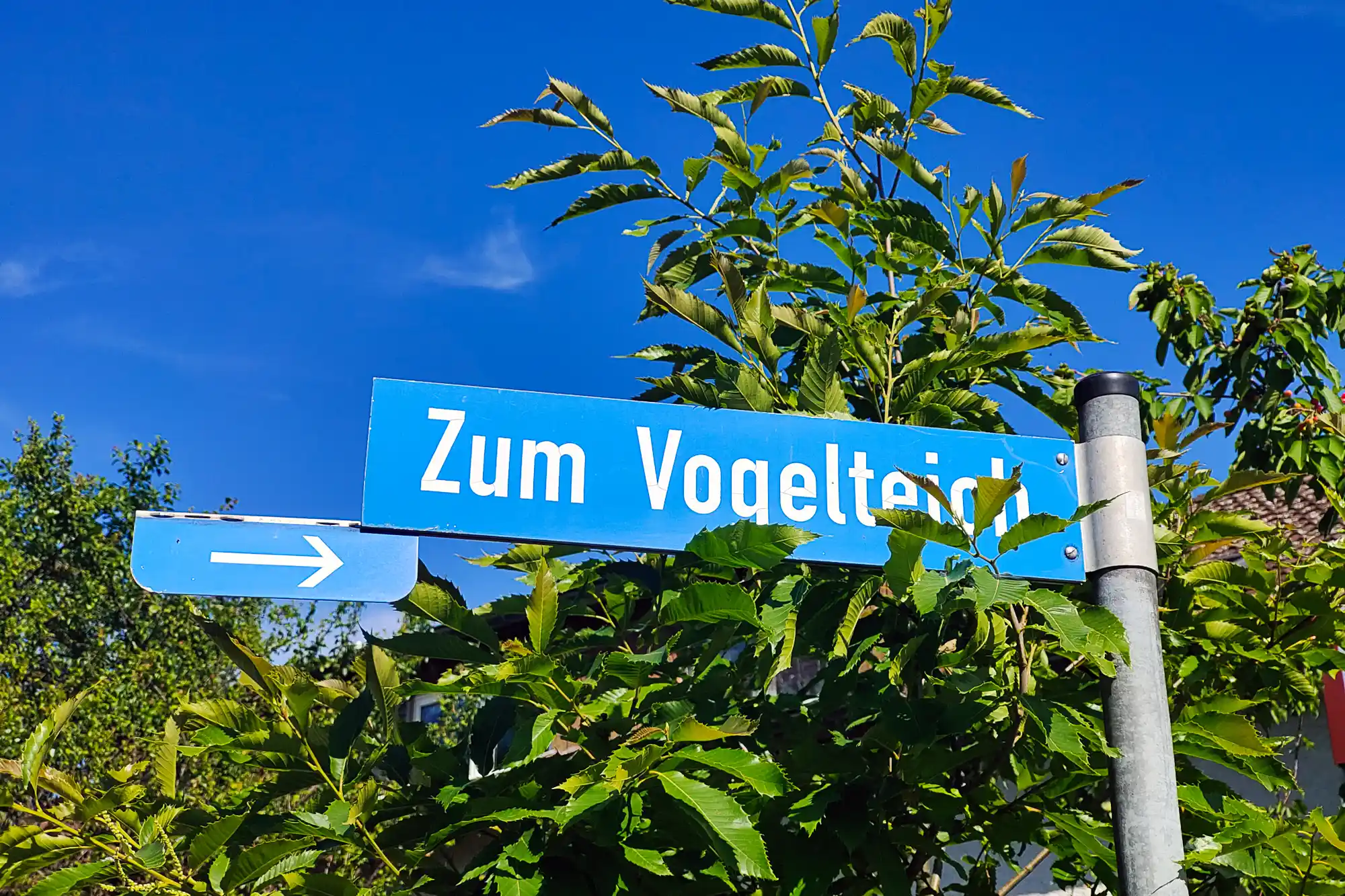 A blue sign with white text and an arrow on a metal post in Traisa, framed by green leaves and a clear blue sky.