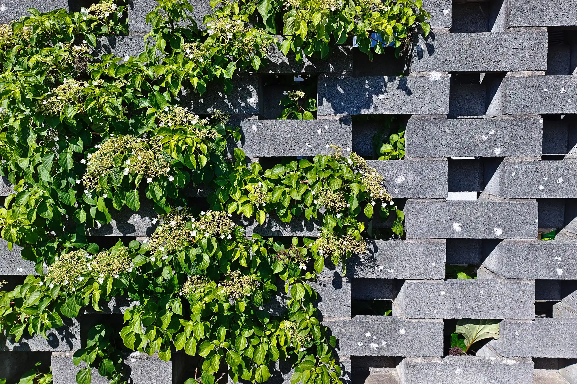 Green vines with white flowers climb a grey concrete grid in Traisa, bright light casting sharp shadows.