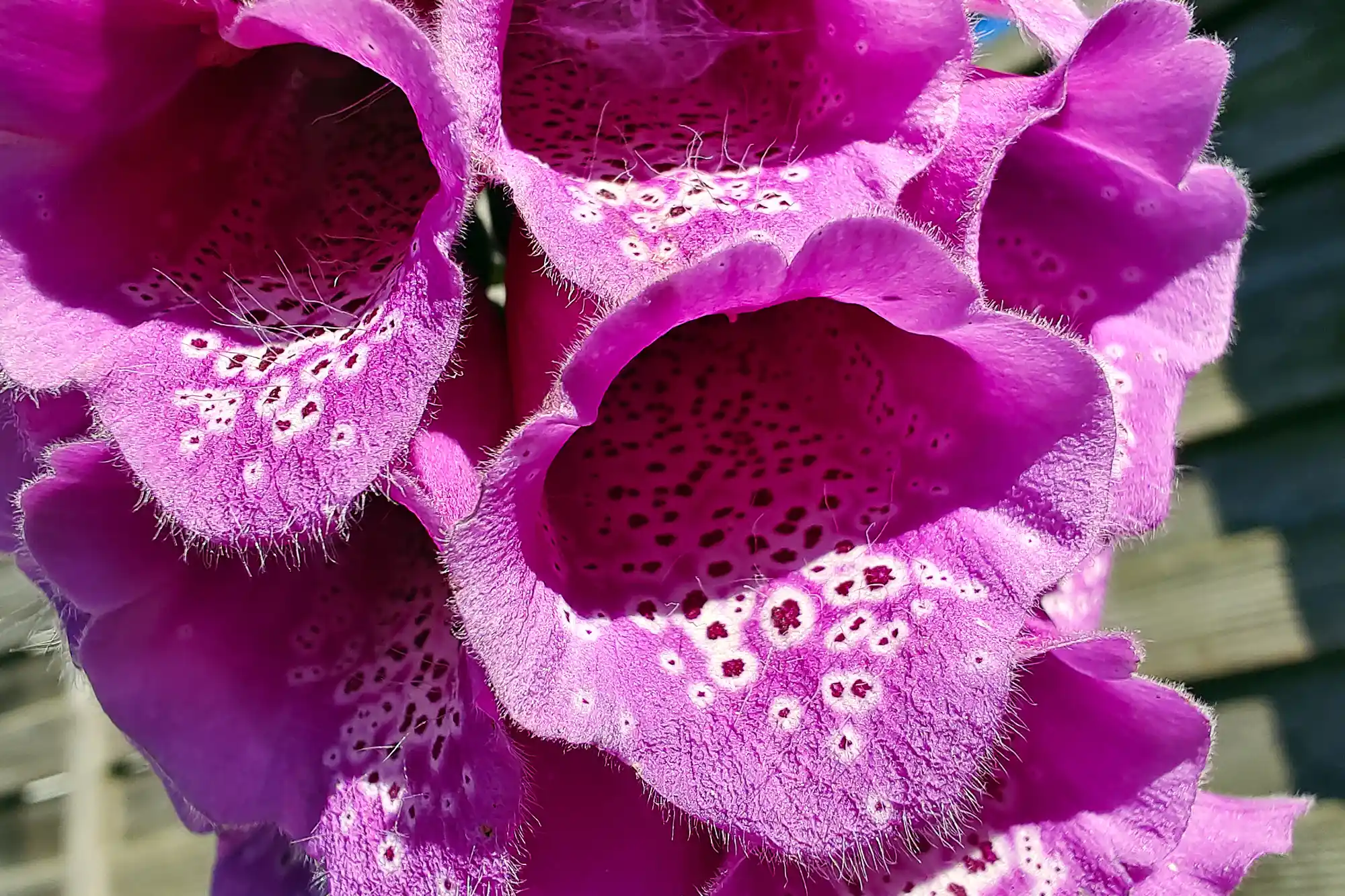 Bright pink fuzzy flowers with dark spots and white rings in Traisa, with sunlight on the textured petals.