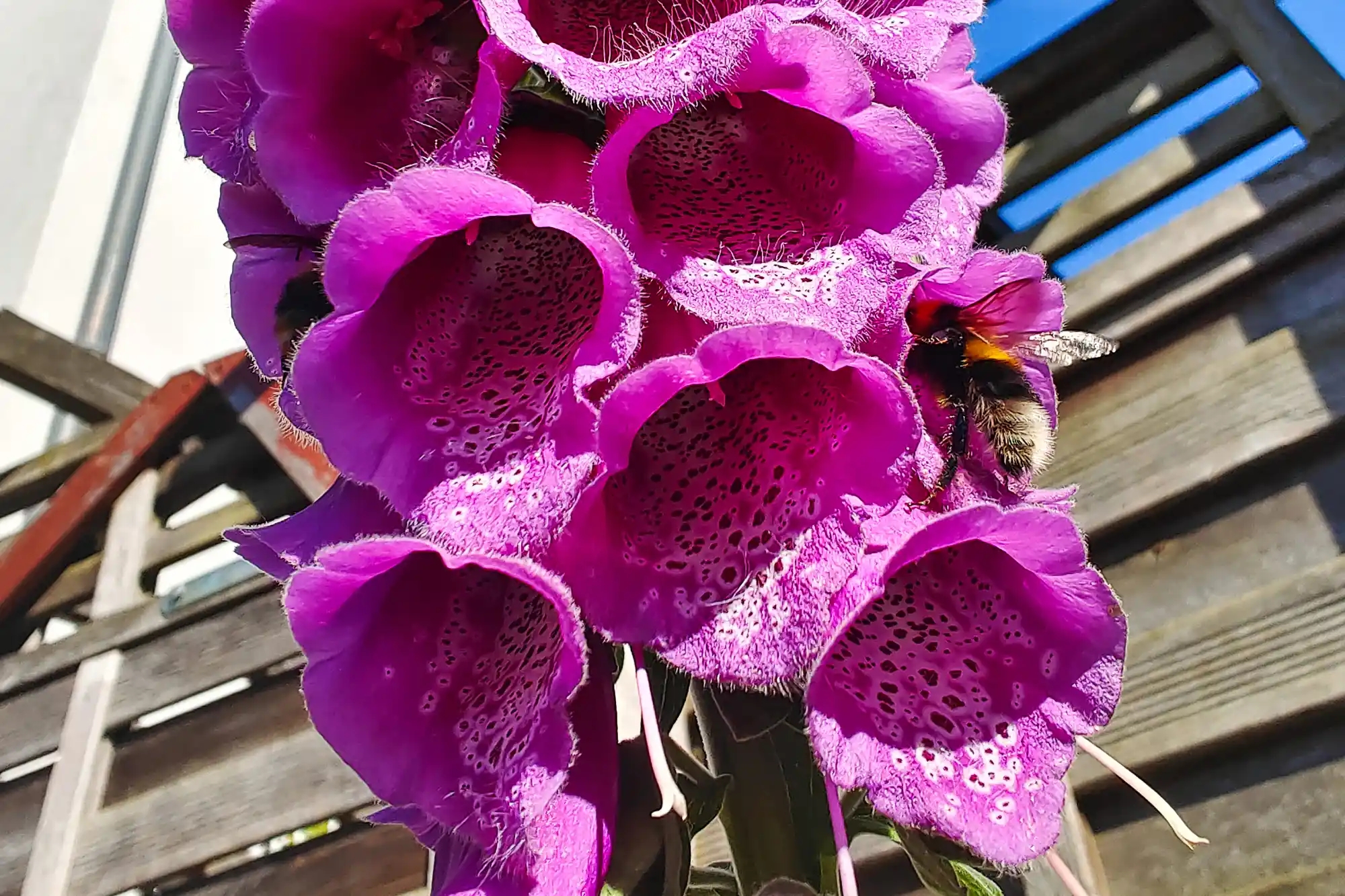 A fuzzy bee on bright purple flowers with dark spots in Traisa, with slanted light falling on a wooden surface.