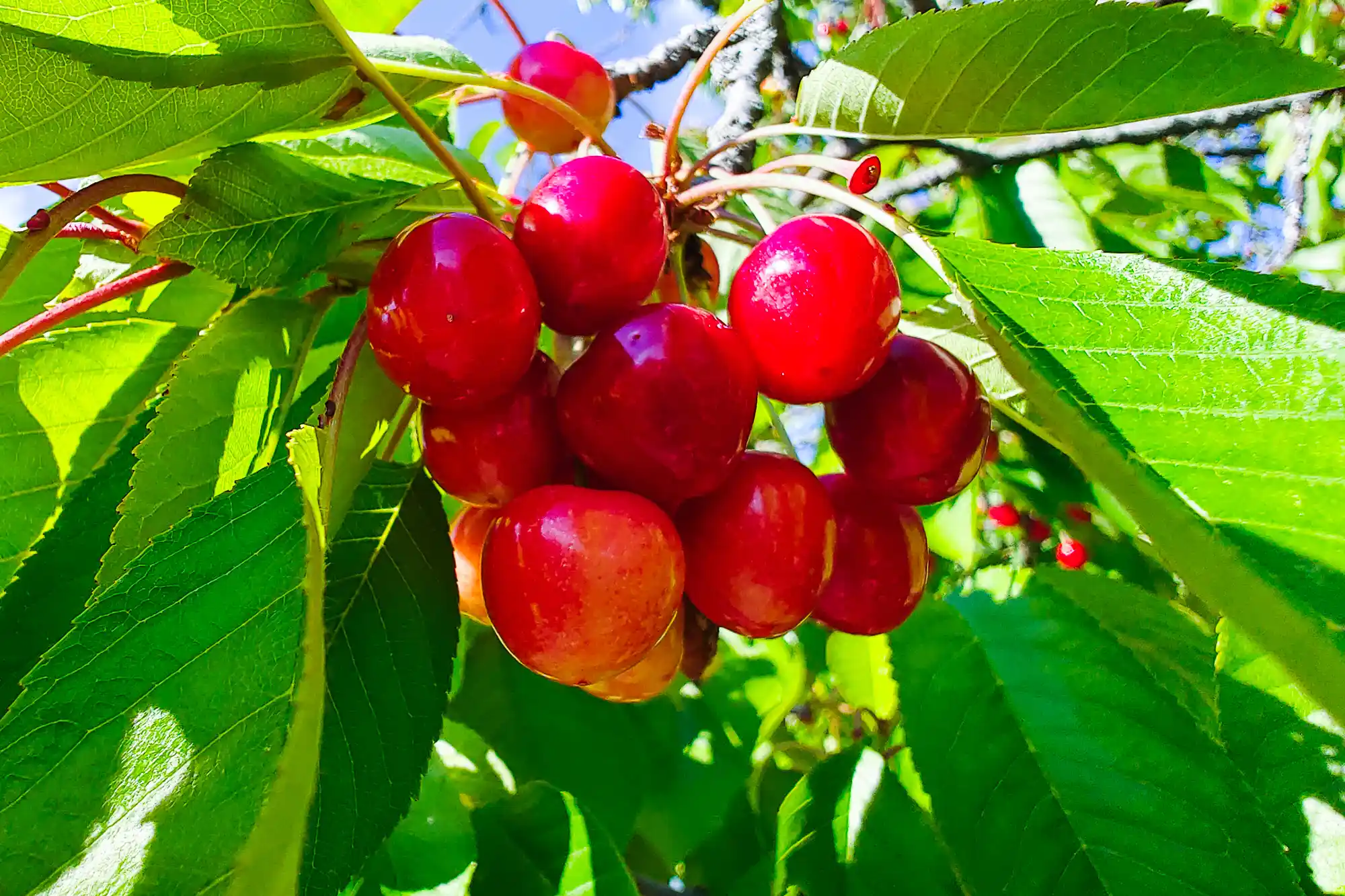 Bright red fruit hanging from thin stems among glossy green leaves in Traisa, lit by direct summer sunlight.