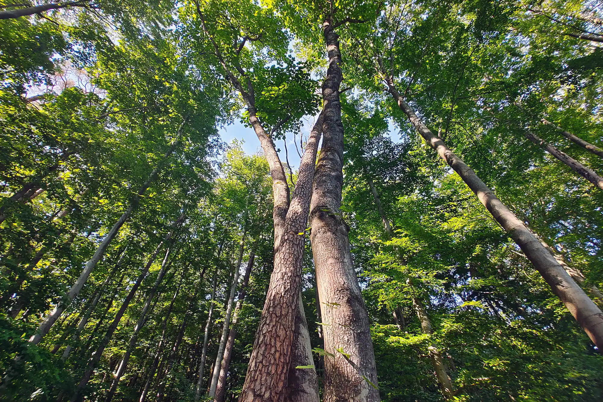 A low-angle view of tall trees with rough bark in Traisa, their bright green leaves catching dappled light.
