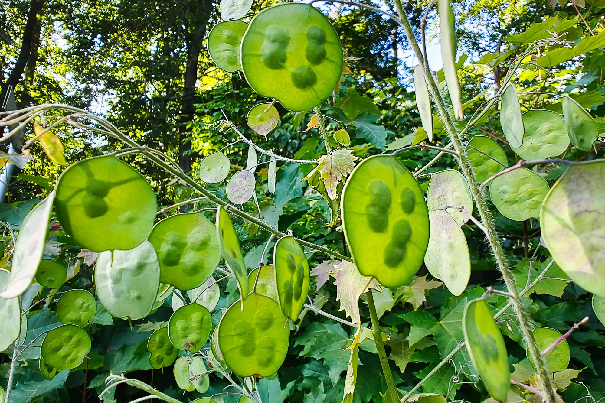 Translucent green seed pods hanging on thin stems in Traisa, backlit by bright light through dense foliage.