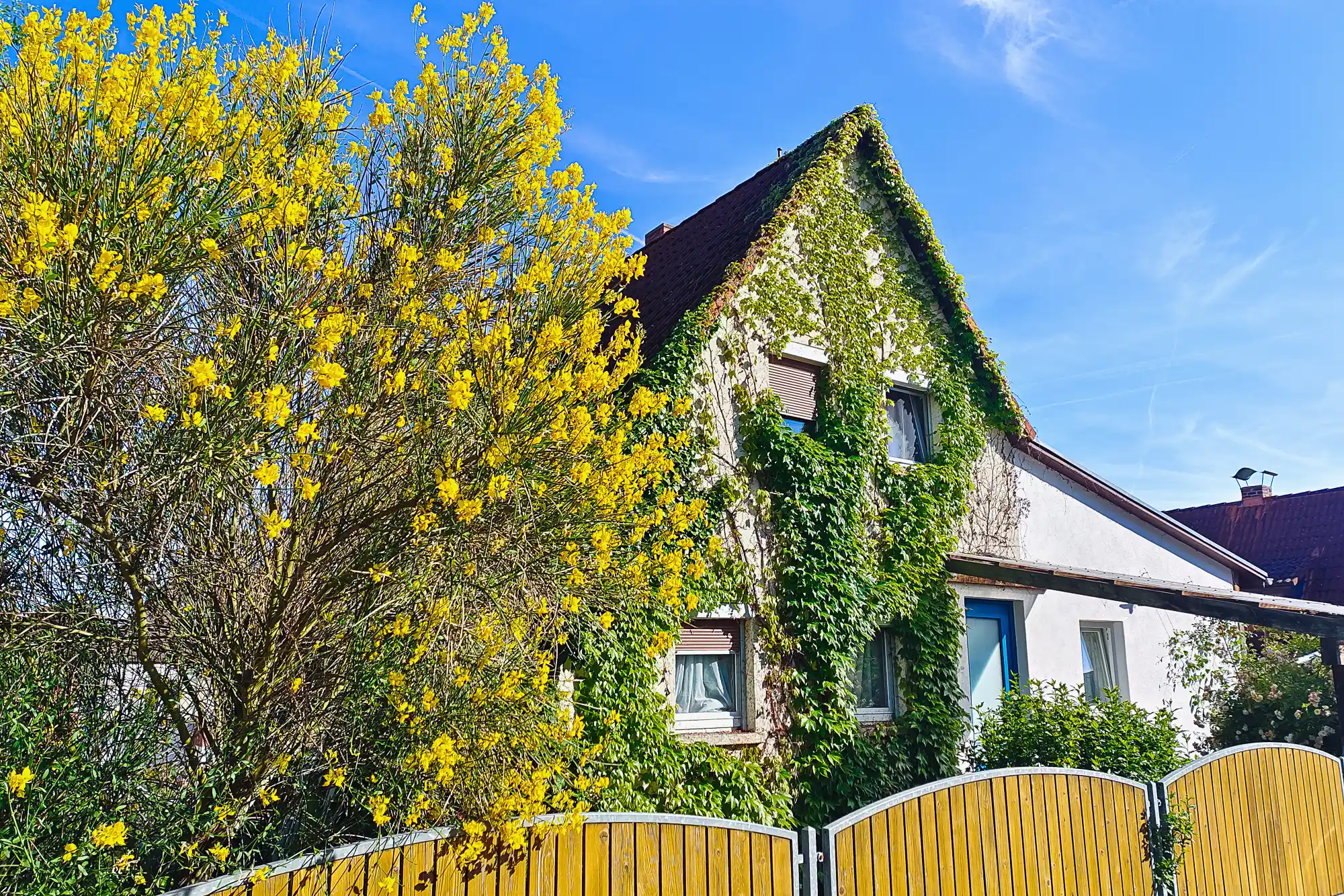 A vine-covered house behind a yellow wooden fence in Traisa, with bright yellow flowers in direct sunlight.