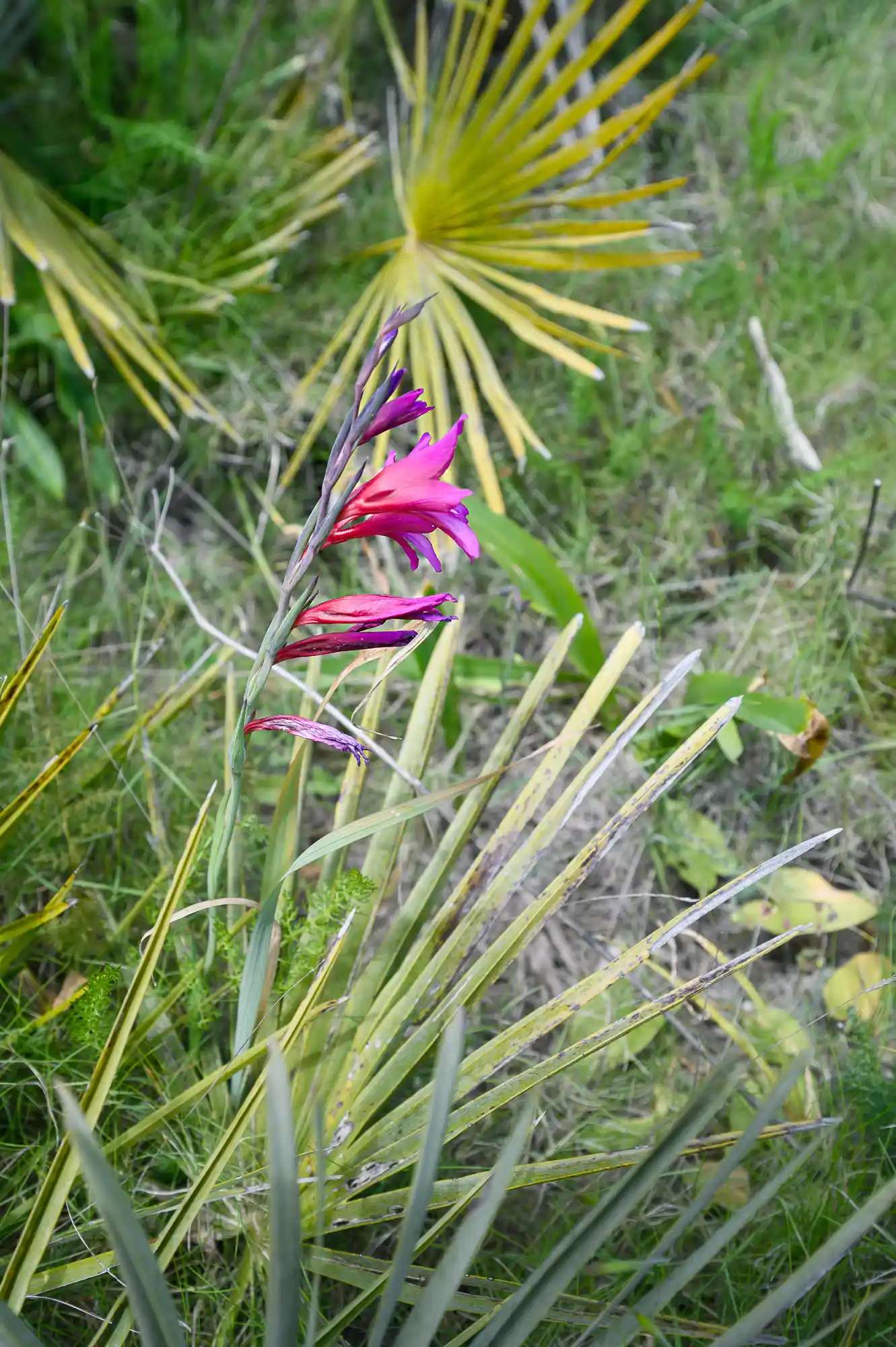 Fauna Denia