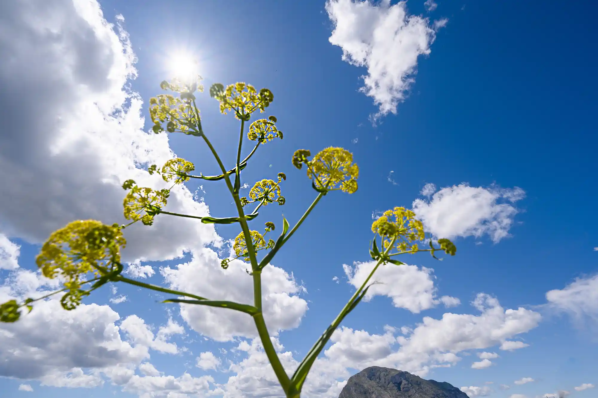 Fennel Flowers