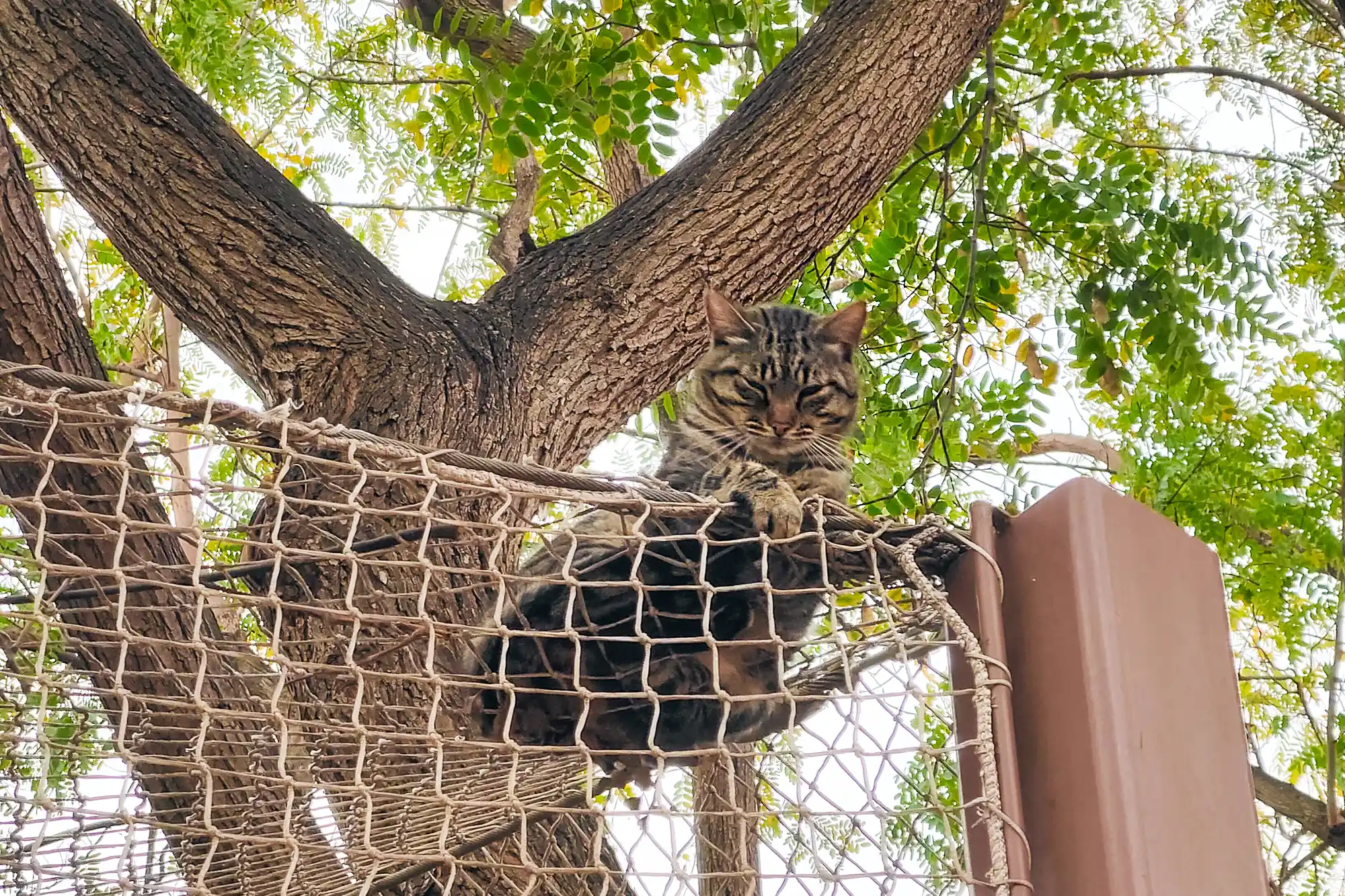 Cat beast