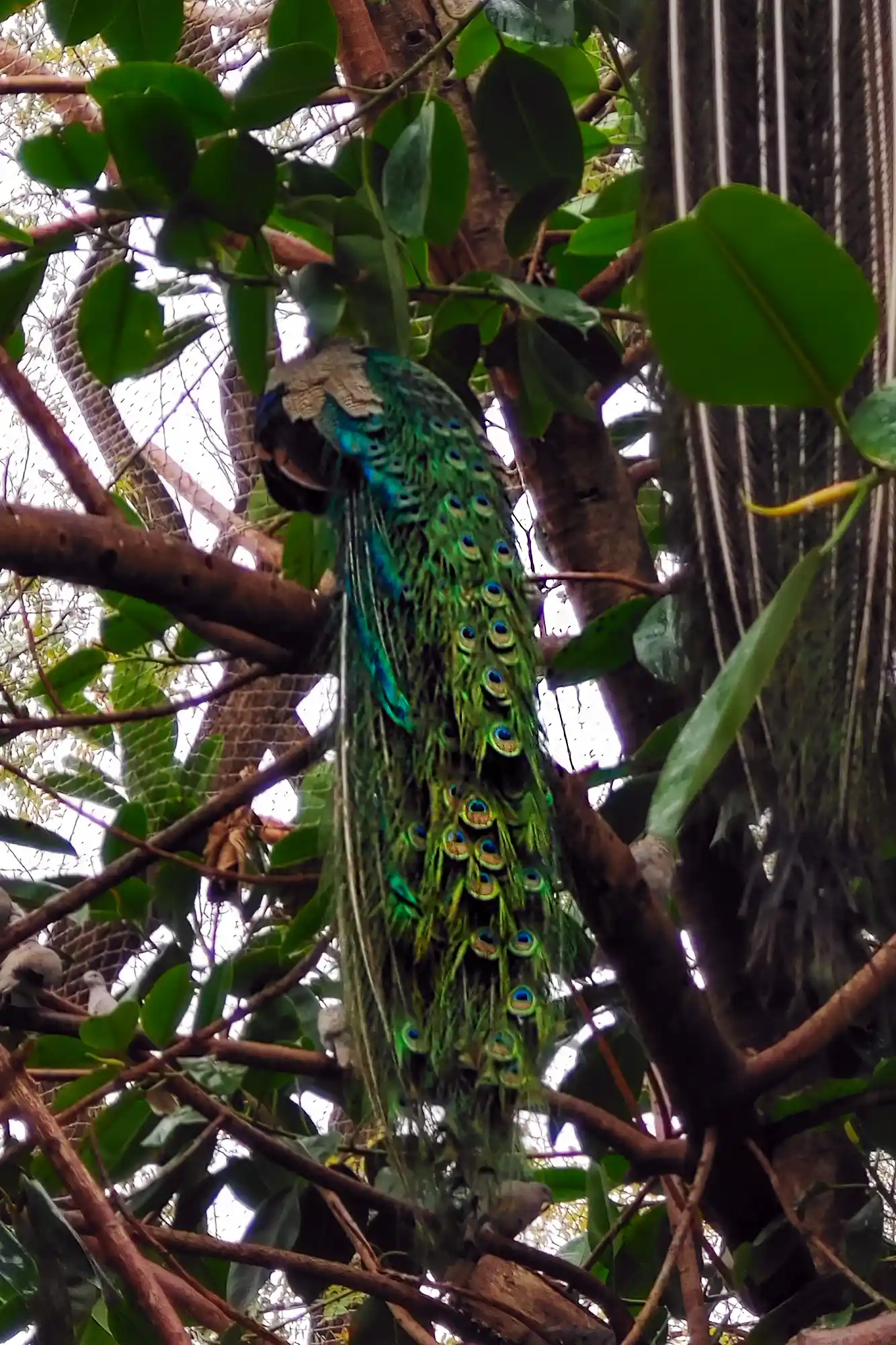 Peacock Feathers