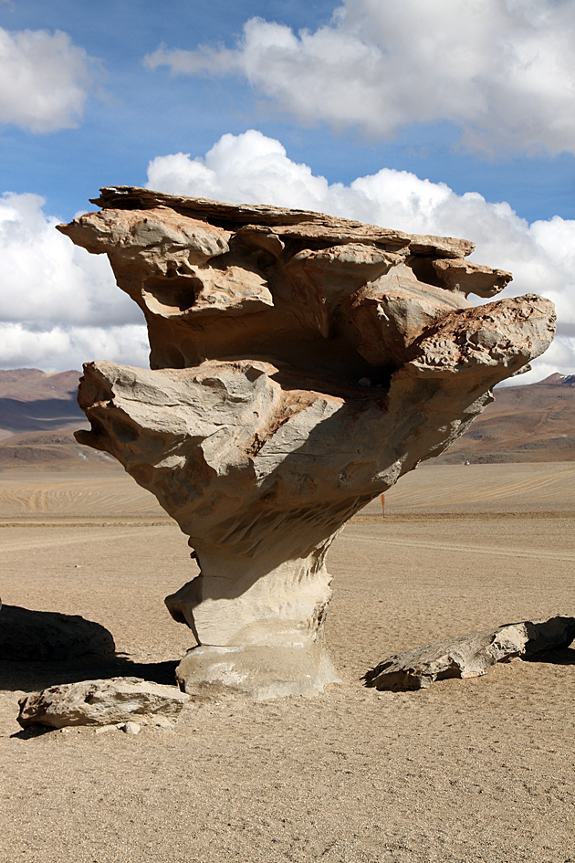 Rock Tree in Bolivia