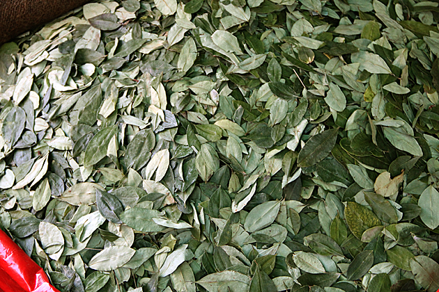 Coca leave from Bolivia