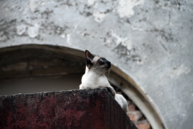 Buenos Aires Cat