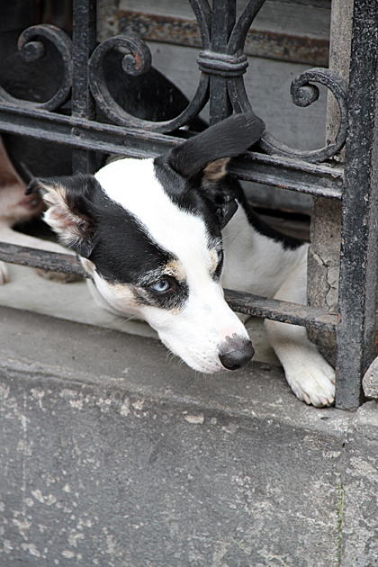 Dog San Telmo