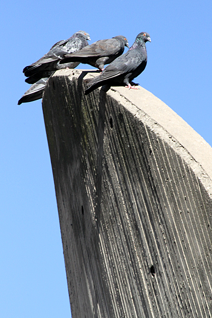 Pigeon Monument