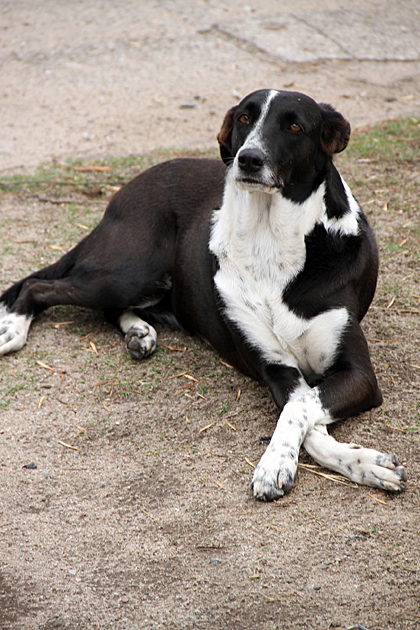 Fancy Dog