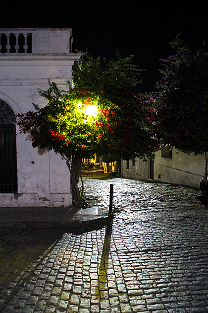 Ghost Tree