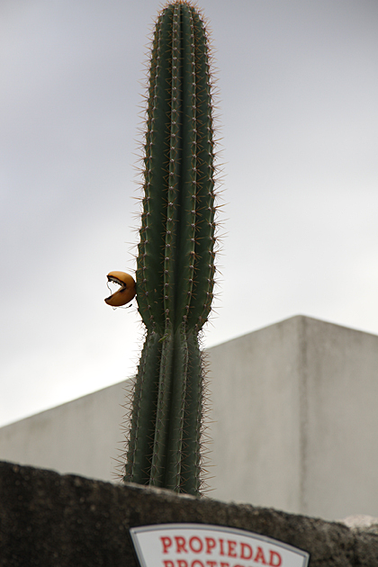 Real Life PacMan