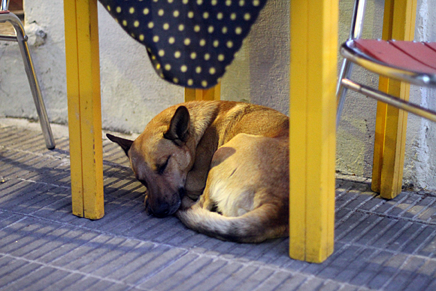 Sleepy Dog