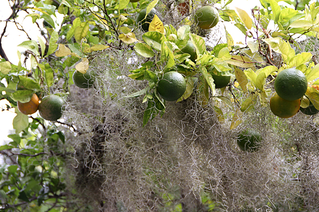 Spanish Moss Uruguay