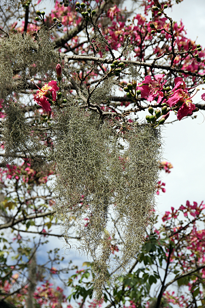 Spanish Moss