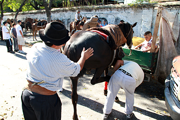 Hoof Work
