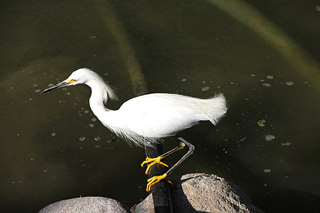 The Parks of Palermo 24 Crazy Bird