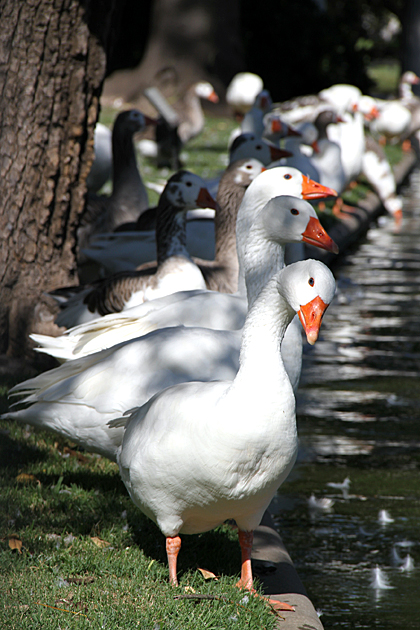 The Parks of Palermo 15 Geese