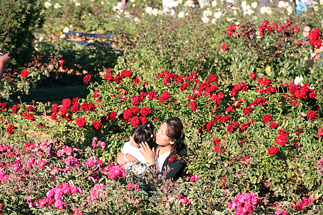 The Parks of Palermo 12 Rose Beauty