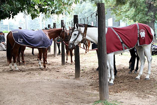 Polo Horses