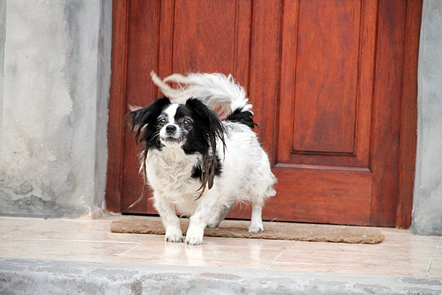 Rasta Dog