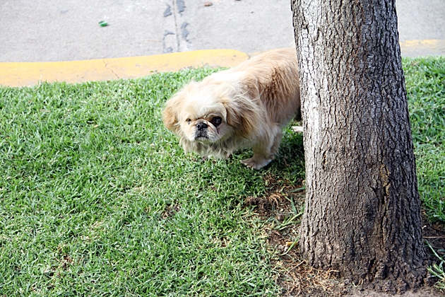 Villan Dog