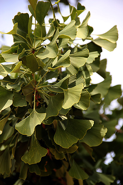 Ginkgo Tree Korea