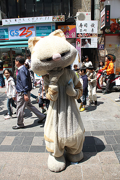 Busan Cat