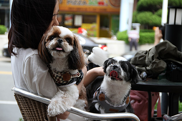 Dogs in Busan