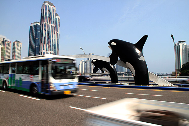 Free Willy Korea Busan
